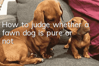 How to judge whether a fawn dog is pure or not
