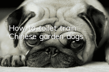 How to toilet train Chinese garden dogs