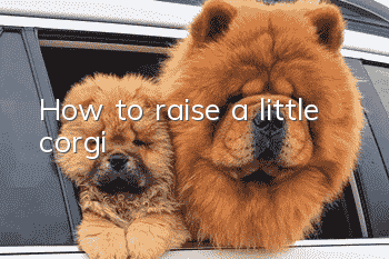 How to raise a little corgi