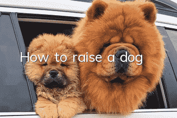 How to raise a dog
