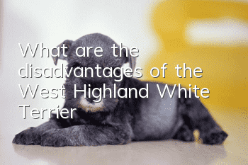 What are the disadvantages of the West Highland White Terrier?