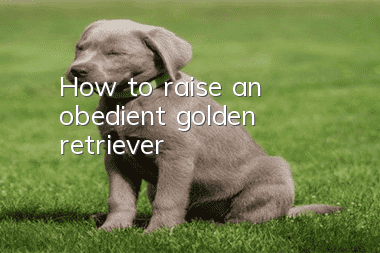 How to raise an obedient golden retriever
