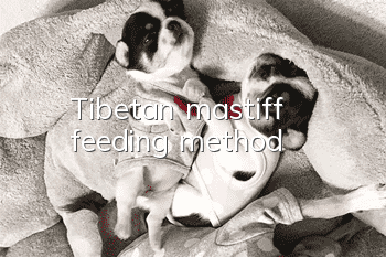 Tibetan mastiff feeding method