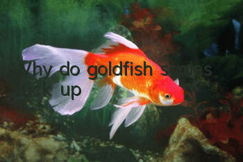 Why do goldfish scales stick up?