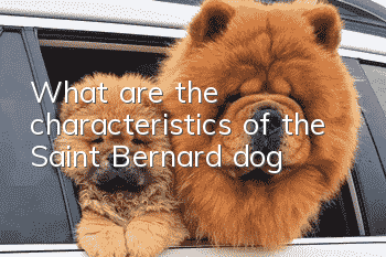 What are the characteristics of the Saint Bernard dog?