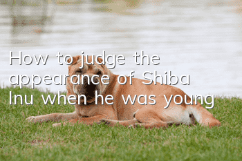 How to judge the appearance of Shiba Inu when he was young