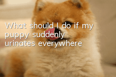 What should I do if my puppy suddenly urinates everywhere?