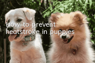 How to prevent heatstroke in puppies