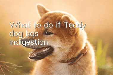 What to do if Teddy dog ​​has indigestion
