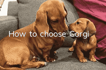 How to choose Corgi