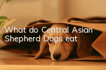 What do Central Asian Shepherd Dogs eat?