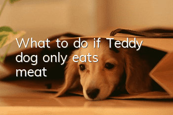 What to do if Teddy dog only eats meat