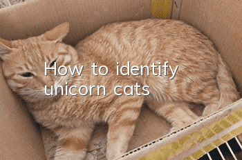 How to identify unicorn cats