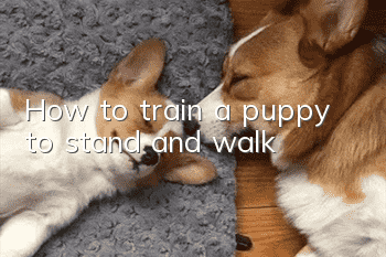 How to train a puppy to stand and walk