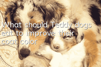 What should Teddy dogs eat to improve their coat color?