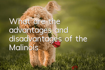 What are the advantages and disadvantages of the Malinois?