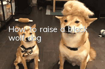 How to raise a black wolf dog