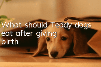 What should Teddy dogs eat after giving birth?