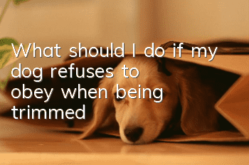 What should I do if my dog refuses to obey when being trimmed?