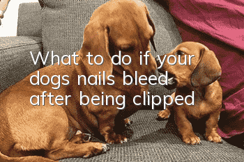 What to do if your dog’s nails bleed after being clipped