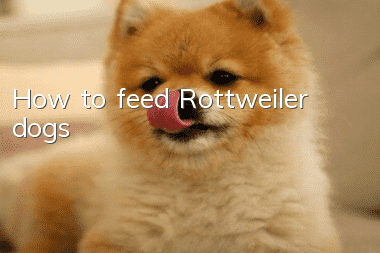 How to feed Rottweiler dogs