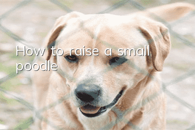 How to raise a small poodle