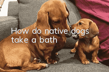How do native dogs take a bath?