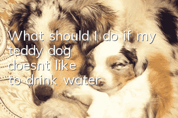What should I do if my teddy dog ​​doesn’t like to drink water?