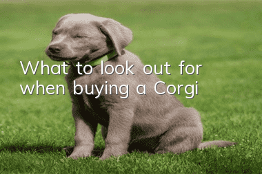 What to look out for when buying a Corgi