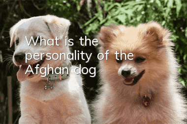 What is the personality of the Afghan dog?