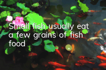 Small fish usually eat a few grains of fish food