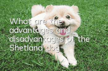 What are the advantages and disadvantages of the Shetland dog?