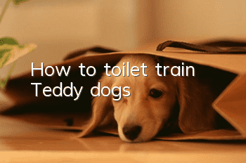 How to toilet train Teddy dogs