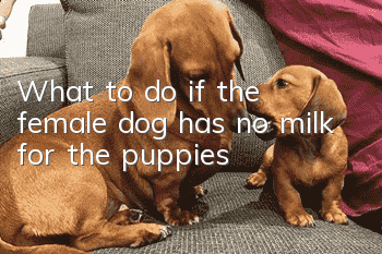 What to do if the female dog has no milk for the puppies