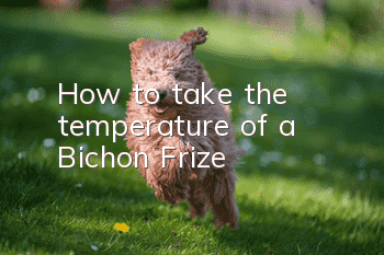 How to take the temperature of a Bichon Frize