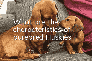 What are the characteristics of purebred Huskies?