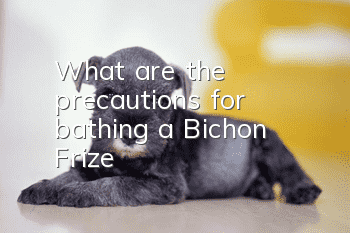 What are the precautions for bathing a Bichon Frize?