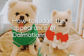 How to judge the appearance of Dalmatians