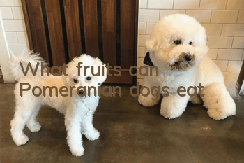 What fruits can Pomeranian dogs eat?