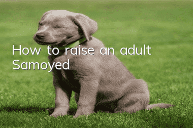 How to raise an adult Samoyed