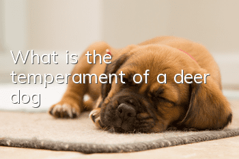 What is the temperament of a deer dog?