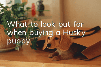 What to look out for when buying a Husky puppy
