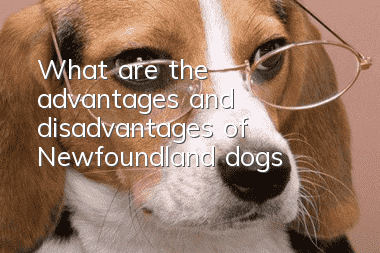 What are the advantages and disadvantages of Newfoundland dogs?