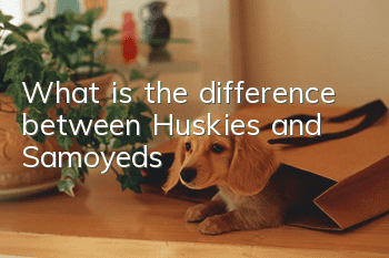 What is the difference between Huskies and Samoyeds?