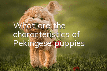 What are the characteristics of Pekingese puppies?