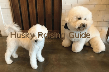 Husky Raising Guide