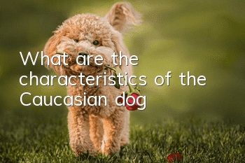 What are the characteristics of the Caucasian dog?