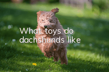 What toys do dachshunds like?