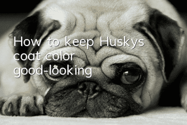 How to keep Husky’s coat color good-looking
