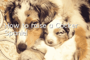 How to raise a Cocker Spaniel